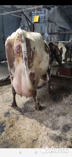 Айрширские телочки чистопородные 1-3 месячные