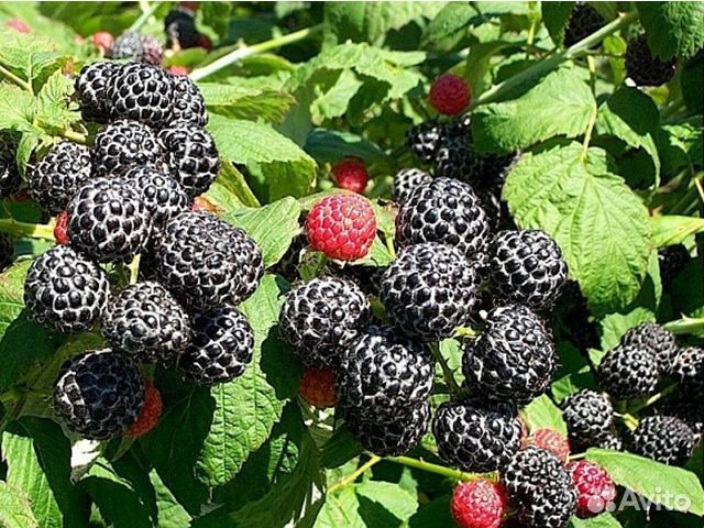 Саженцы ежемалины сорт Кумберленд