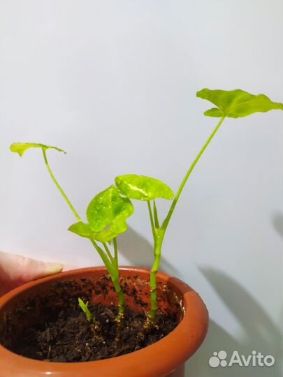 Сингонии Голден Аллюжн