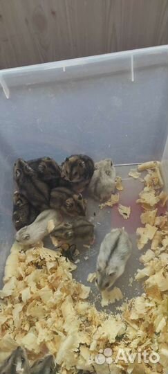 Джунгарский хомяк