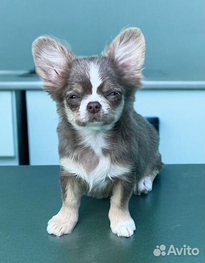 Чихуахуа девочка