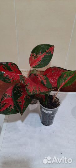 Аглаонемы, филодендрон