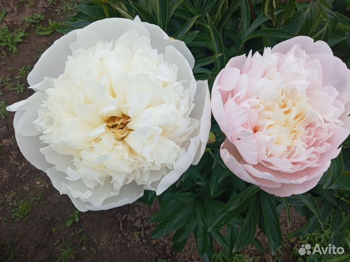 Пионы срезка