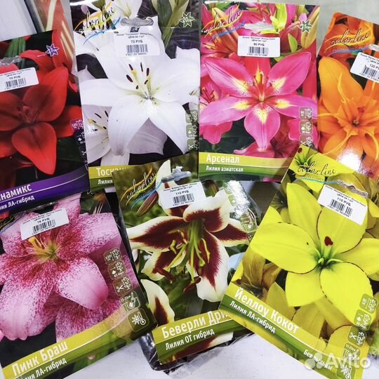 Лилии луковицы