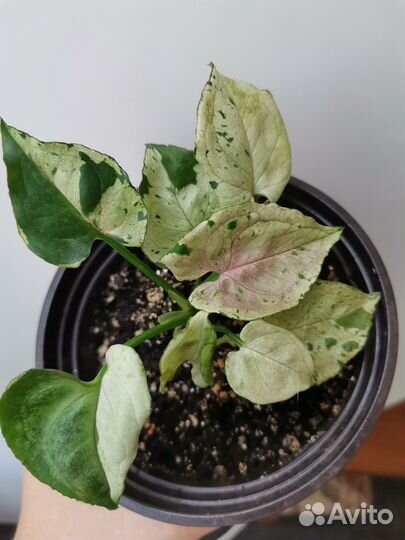 Сингониум Серый Призрак /Gray Ghost