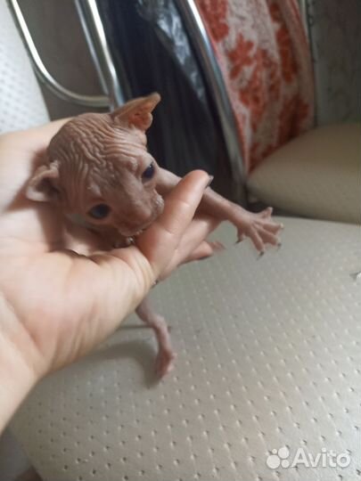 Котята сфинкс