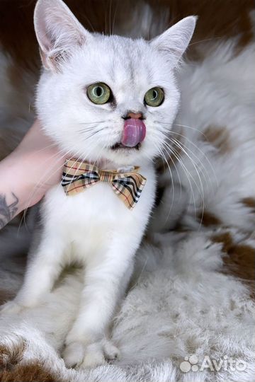 Котик с изумрудными глазами