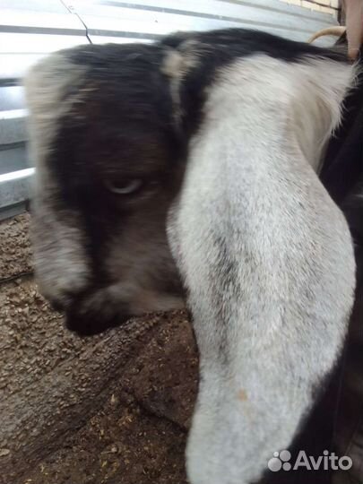 Козел англо-нуб