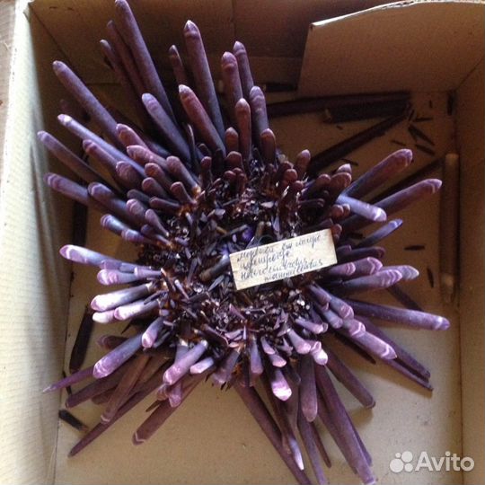 Морской ёж. Heterocentrotus mammillaru.Раковины