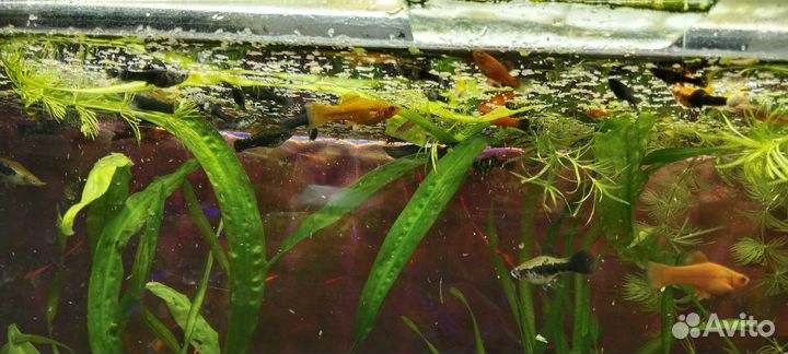 Аквариумные рыбки