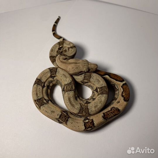 Императорский удав