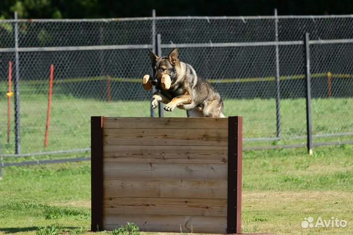 Дрессировка собак