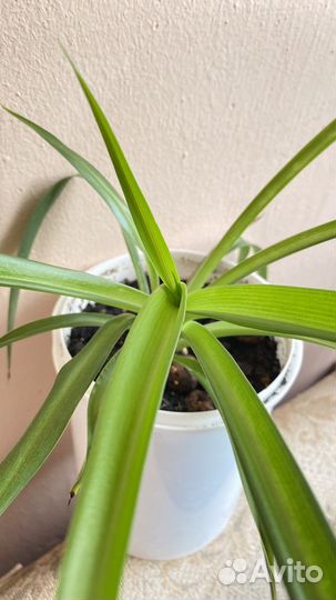 Хлорофитум