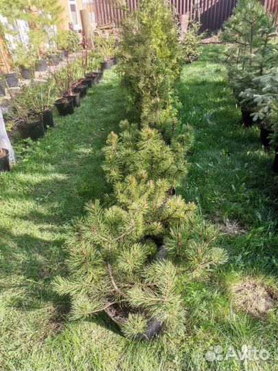 Саженцы хвойных растений