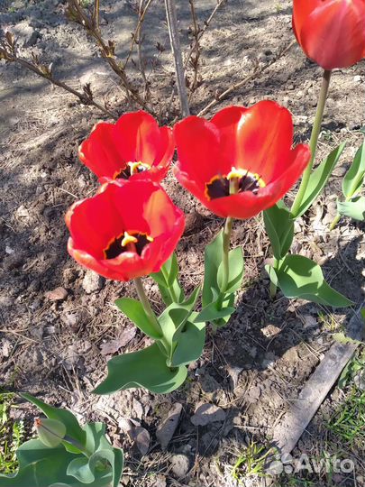 Тюльпаны луковицы