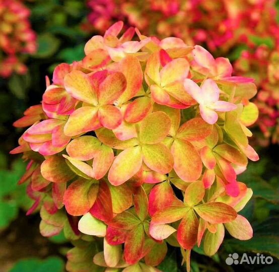 Гортензия метельчатая Граффити