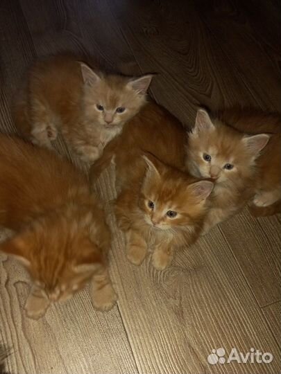 Кошки мейкун