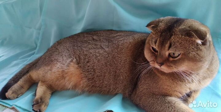 Вязка Кот Шотландский вислоухий