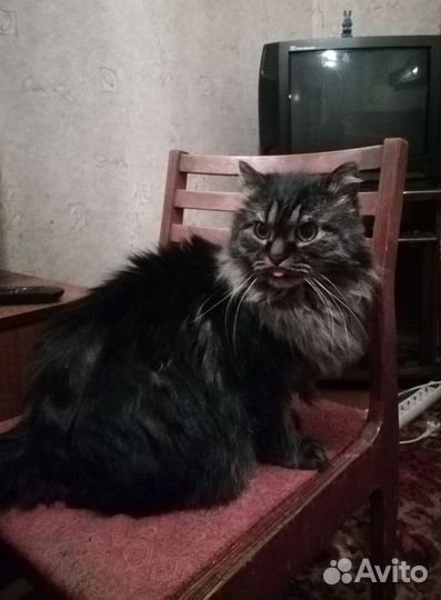 Котик в добрые руки