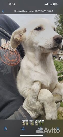 Щенки в дар