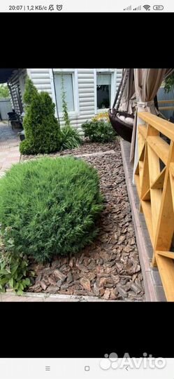 Сосновая кора Мульча сосновой коры Доставка Беспла