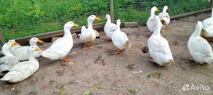 Утки Черри Велли