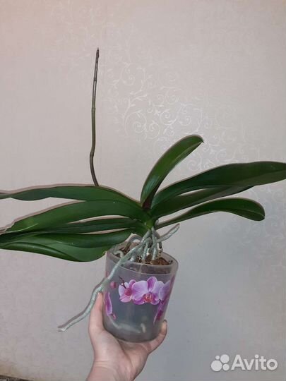 Орхидея Hot Kiss