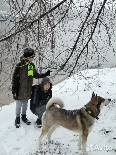 Вязка кобель лайки