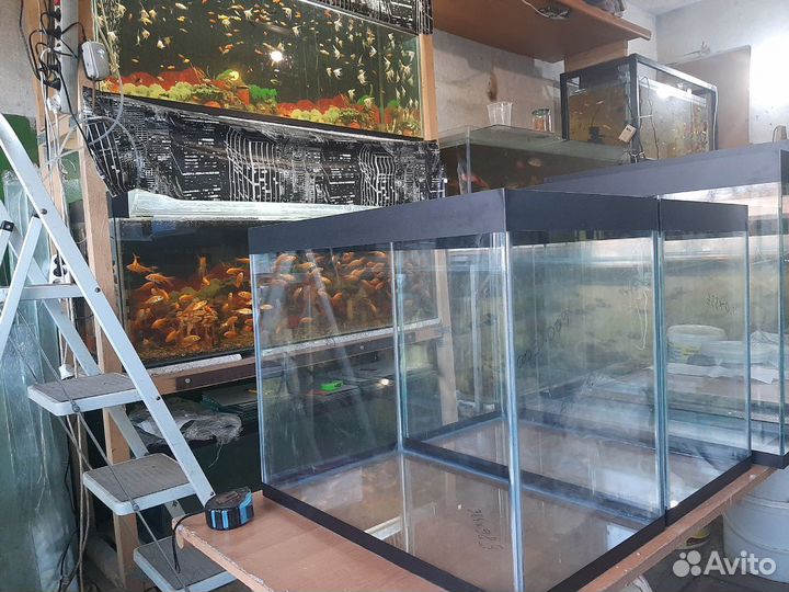 Аквариумные рыбки