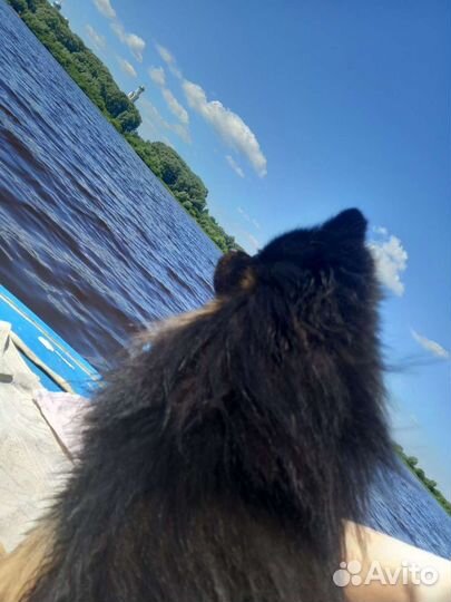 Шпиц вязка