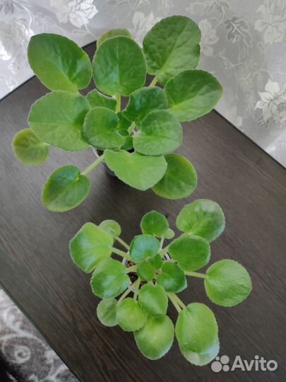 Фикус, Хамедорея, Замиокулькас, Гинура и другие