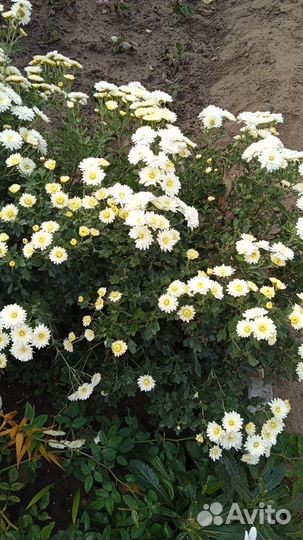 Черенки хризантемы