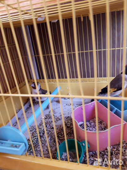 Птица щегол