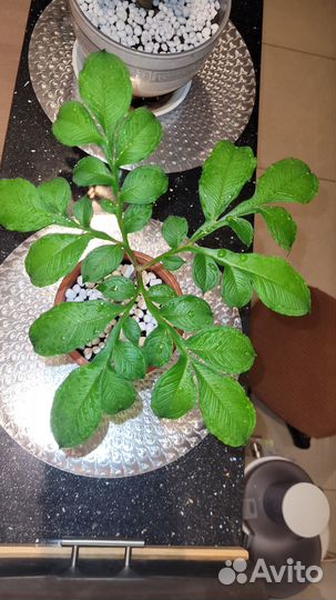 Аморфофаллус