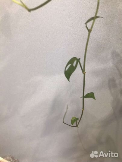 Монстера манки