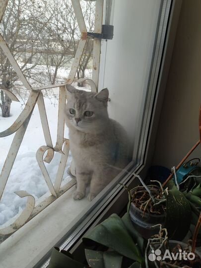 Котята, очень красивые