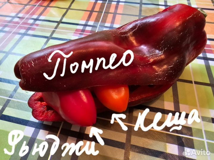 Балконные перцы: острый и сладкий. Рассада