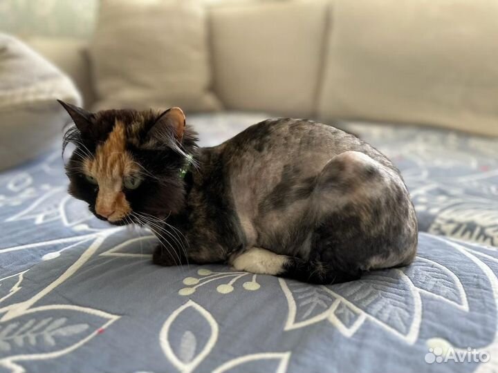 Изумительная кошка в добрые руки