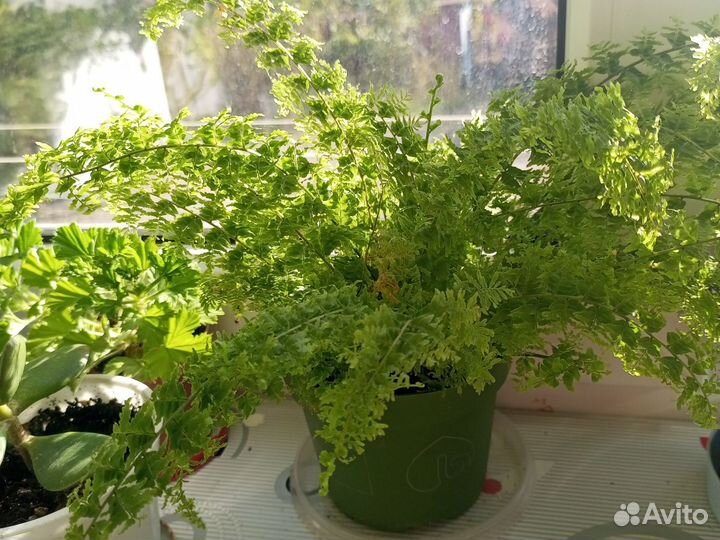 Папоротник