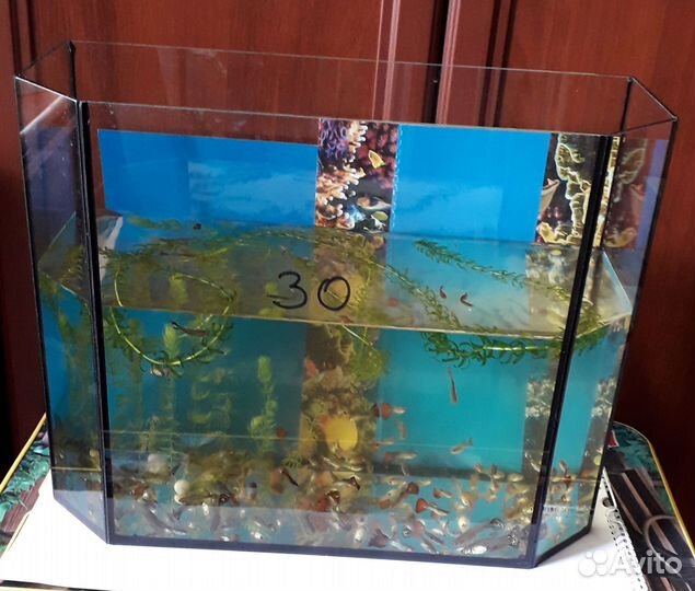 Аквариумные рыбки гуппи