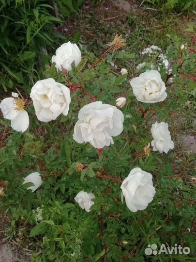 Садовые цветы