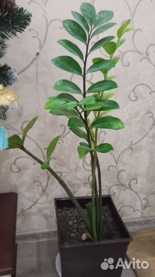 Замиокулькас большой