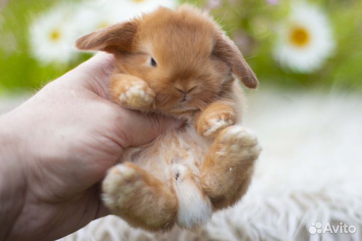 Рыжий вислоухий кролик карликовый