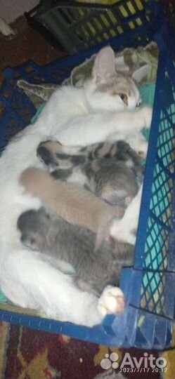 Отдам кошку с котятами