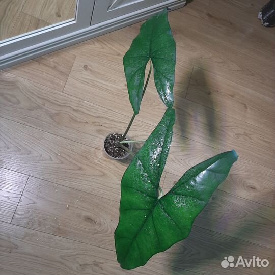 Клубни алоказий