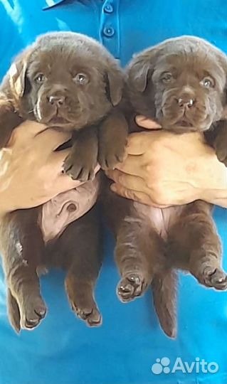 Лабродорчики от красивых родителей
