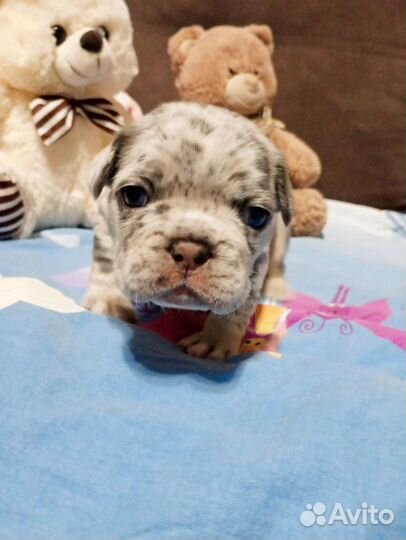 Французский бульдог щенки