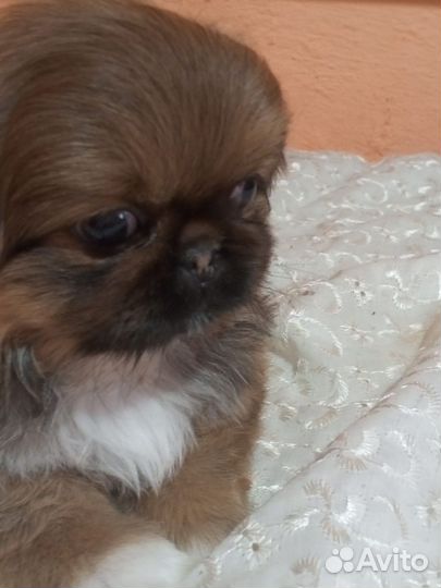 Щенки пекинеса