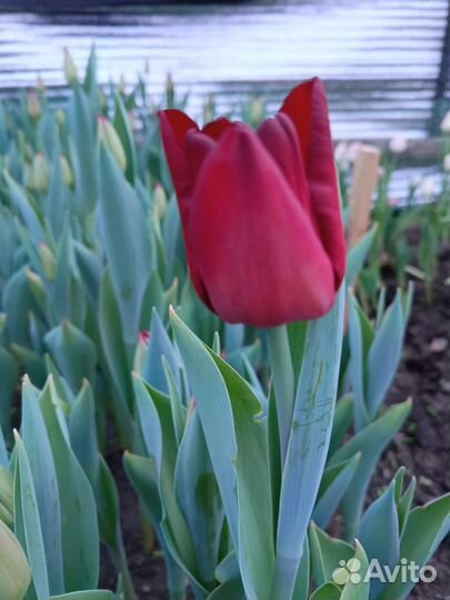 Тюльпаны