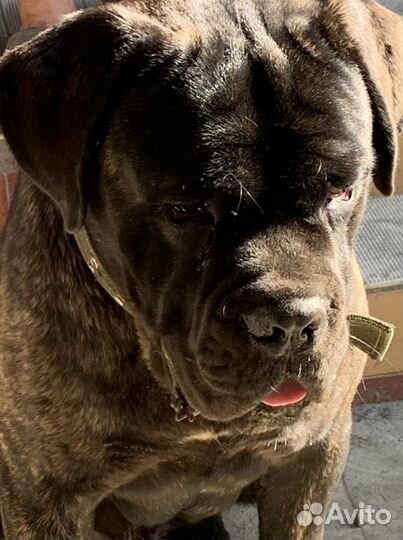 Кане корсо вязка